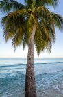Palm tree leaning over the ocean, Barbados — Stock Photo