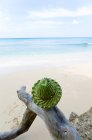 Palm frond hat on beach, Барбадос — стоковое фото
