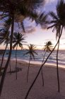 Palm trees on beach at sunrise, Barbados — Stock Photo