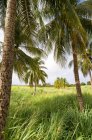Scenic view of field with coconut trees, Barbados — Stock Photo