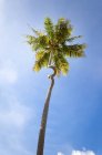 Vue panoramique sur palmier avec tronc courbé, Barbade — Photo de stock