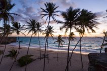 Vista panoramica delle palme sulla spiaggia all'alba, Barbados — Foto stock