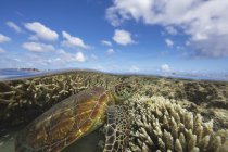 Tortuga verde nadando sobre un arrecife de coral - foto de stock