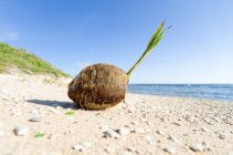 Крупним планом подання кокосового горіха, на пляжі, Барбадос — стокове фото