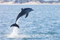 Golfinho saltando para fora do oceano, Tasmânia, Austrália — Fotografia de Stock