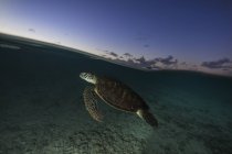Зеленая черепаха, плавающая над коралловым рифом — стоковое фото
