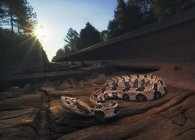Дикая деревянная гремучая змея на рельсах поездов на восходе солнца — стоковое фото