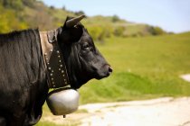 Portrait d'une vache portant une cloche, Suisse — Photo de stock
