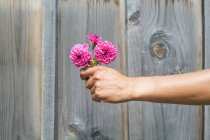 Рука женщины держит розовые цветы на деревянном заборе — стоковое фото