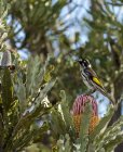 New Holland Honeyeater sitting on plant, against blurred background — Stock Photo