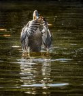 Closeup view of Duck bathing in a lake — Stock Photo