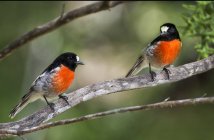 Dois Robins Escarlate sentados em um galho — Fotografia de Stock