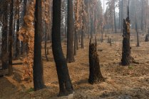 Национальный парк Кингс-Каньон после лесного пожара, Хьюм, Калифорния, Америка, США — стоковое фото