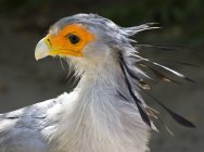 Ritratto di un Segretario Uccello, sfondo sfocato — Foto stock