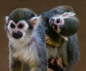 Squirrel monkey with her infant, Knysna, Western Cape, South Africa — Stock Photo