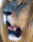 Extrême gros plan d'une tête de lion fatiguée — Photo de stock