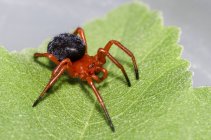 Primo piano vista di Spider su una foglia, messa a fuoco selettiva — Foto stock