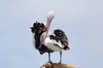 Majestoso e belo pelicano na vida selvagem — Fotografia de Stock