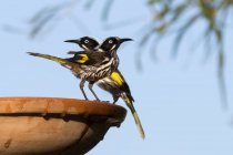 Two New Holland Honeyeater birds sitting against blue sky — Stock Photo