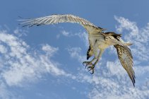 Pájaro de Osprey occidental volando en el cielo - foto de stock