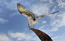 Pájaro de Osprey occidental contra cielo azul - foto de stock