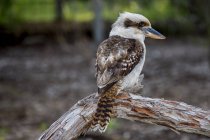 Vista close-up do pássaro Kookaburra, contra fundo borrado — Fotografia de Stock