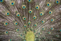 Closeup view of Portrait of a peacock tail — Stock Photo