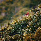 Rotbuch auf einem Busch, vor verschwommenem Hintergrund — Stockfoto