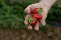 Man's hand holding fresh strawberries, closeup view — Stock Photo