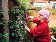 Femme âgée avec jardinage des cheveux roses — Photo de stock