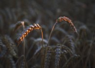 Campo de trigo al atardecer, Cambridge, Inglaterra, Reino Unido - foto de stock