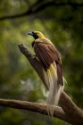 Малая райская птица, сидящая на ветке — стоковое фото