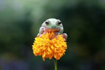 Dumpy tree frog sitting on a flower, closeup view — Stock Photo