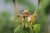Klumpiger Laubfrosch hält sich an einer Pflanze fest, Nahaufnahme — Stockfoto