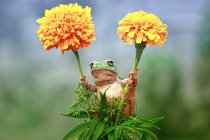 Grenouille ramollie tenant sur deux fleurs, vue rapprochée — Photo de stock