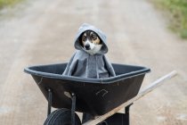 Cão vestindo uma camisola cinza sentado em um carrinho de mão — Fotografia de Stock