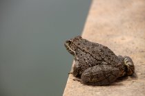 Closeup view of frog siting on a wall — Stock Photo