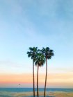 Drei palmen in herzform, lagunenstrand, orange county, kalifornien, amerika, usa — Stockfoto