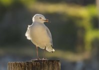 Seagull standing on a wooden post against blurred background — Stock Photo