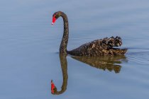 Vista close-up do cisne negro em um rio com reflexão — Fotografia de Stock