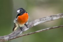 Scarlet Robin appollaiato su un ramo sullo sfondo sfocato — Foto stock