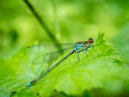 Dragonfly on a leaf against blurred background — Stock Photo