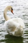 Portrait of a swan swimming in calm water — Stock Photo