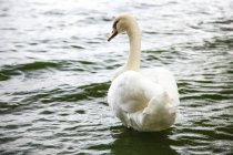Vista trasera de un cisne nadando en el agua - foto de stock