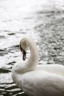 Close-up vista retrato de um cisne branco no lago — Fotografia de Stock
