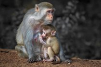 Младенческая обезьяна кормящая грудью, Удон Тани, Таиланд — стоковое фото