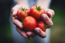 Persona con in mano una manciata di pomodori — Foto stock