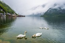 Pueblo de Hallstatt y el lago, Gmunden, Austria - foto de stock