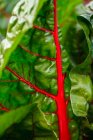 Close-up view of Swiss Chard Leaf — Stock Photo