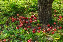 Fresh ripe apples under a tree in garden — Stock Photo
